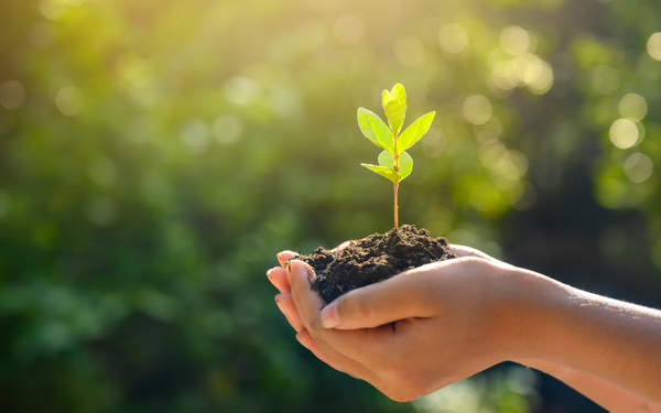 Plant in hand