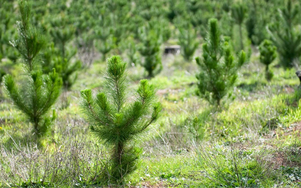 Sustainable sources of paper