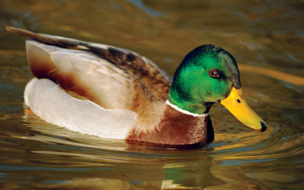a wild duck floating on a lake