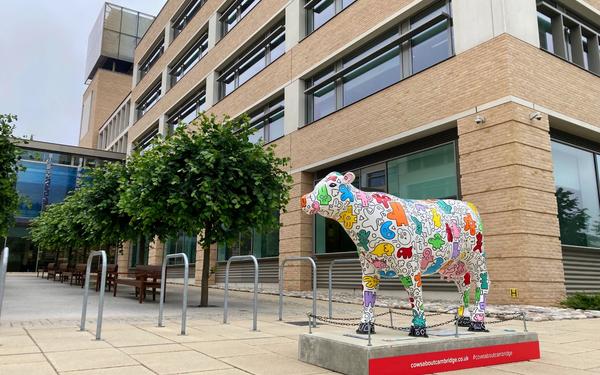 Cambridge Assessment's Cows About Cambridge cow outside Cambridge Assessment's Triangle building in Cambridge