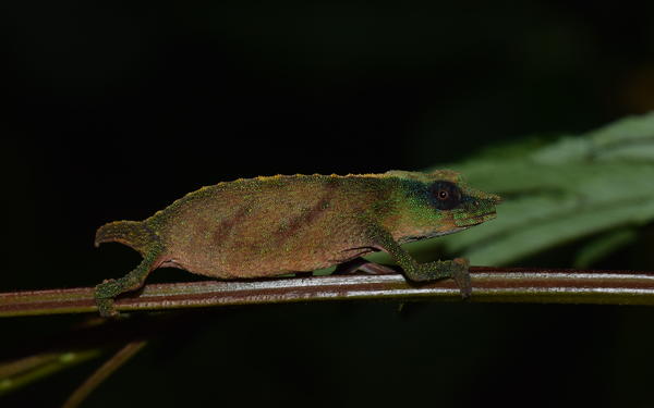Chapman’s Pygmy Chameleon sitting on a branch in front of a dark black and green background