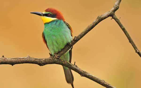 European Bee Eater