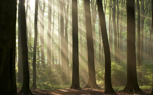 trees in United Arab Emirates forest