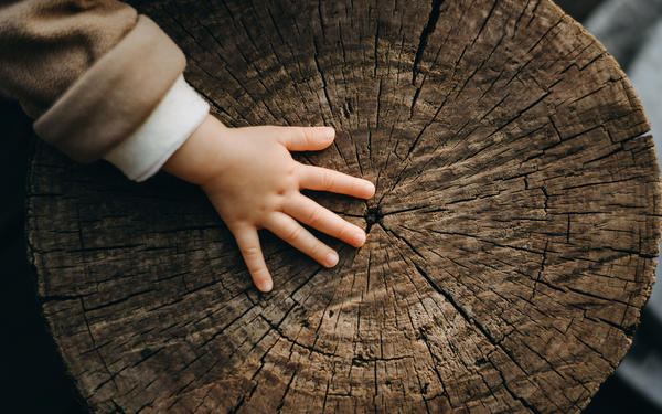 child hand on tree trunk