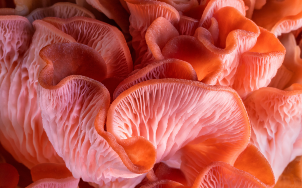Close up of pink oyster mushroom