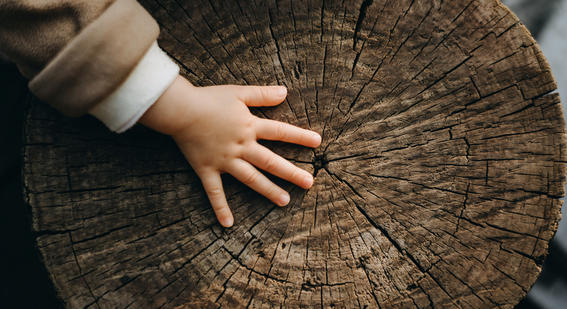 child hand on tree trunk